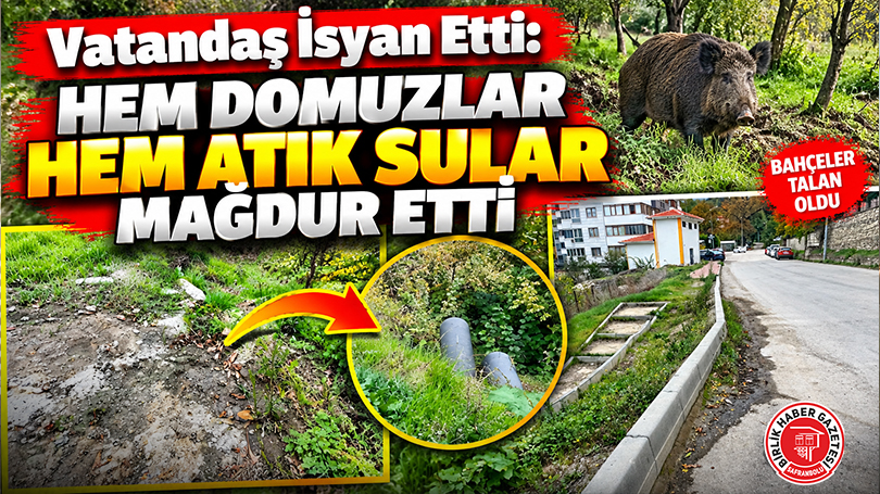 Vatandaş İsyan Etti: Hem Domuzlar Hem Atık Sular Mağdur Etti