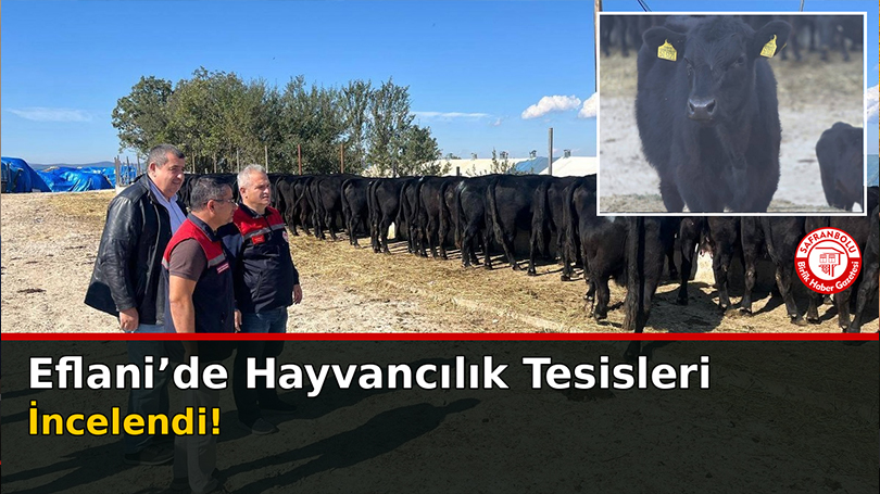 Eflani’de Hayvancılık Tesisleri İncelendi!