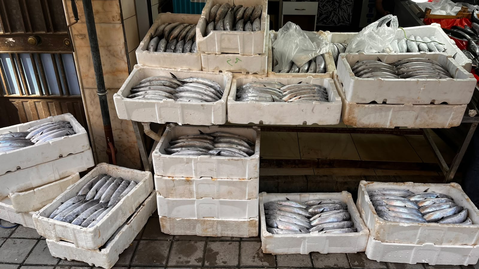 Karadeniz’de kıyı balıkçılarının ağına yaklaşık 3 bin palamut takıldı