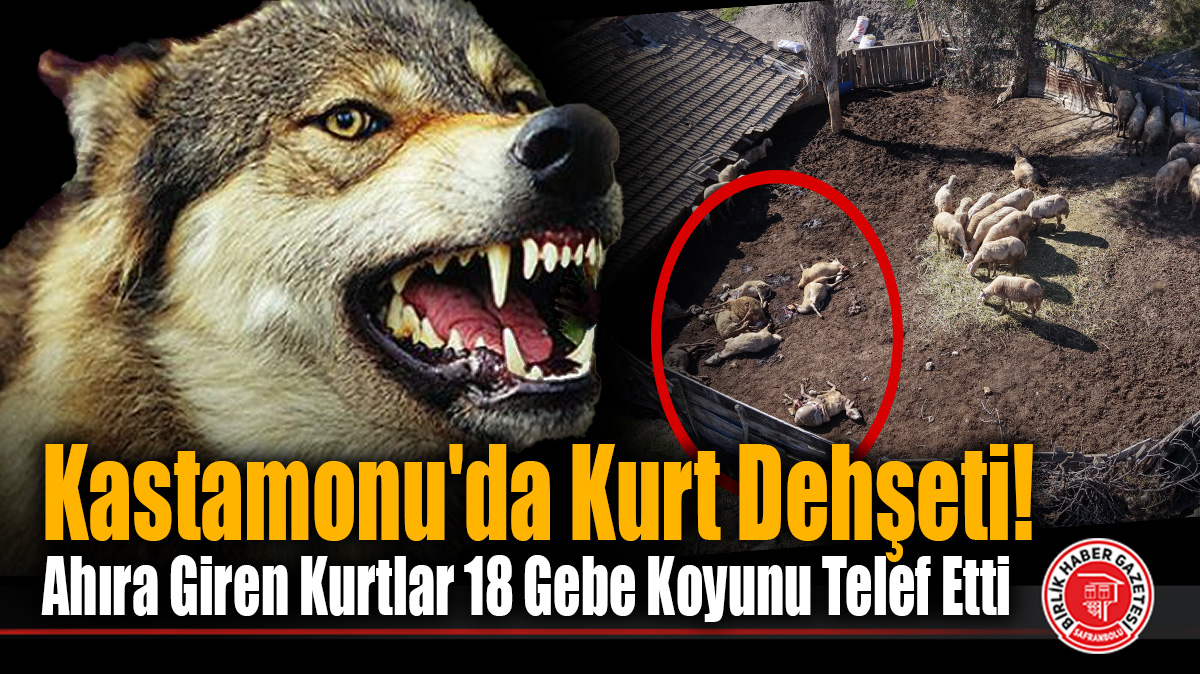 Kastamonu’da Kurt Dehşeti! Ahıra Giren Kurtlar 18 Gebe Koyunu Telef Etti
