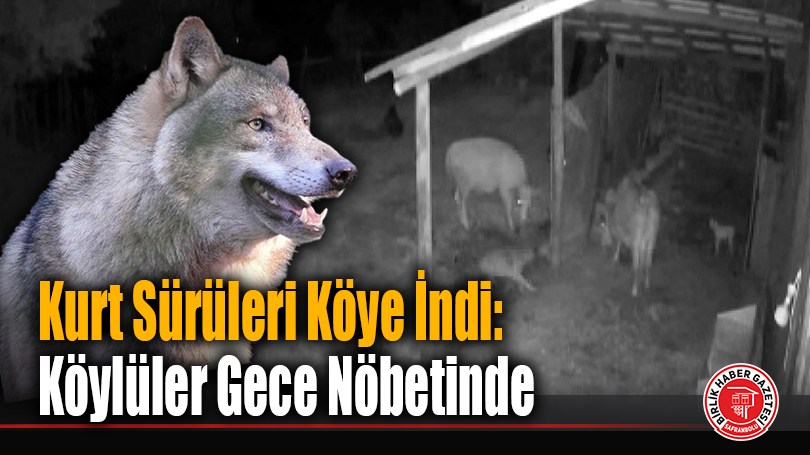 Kurt Sürüleri Köye İndi: Köylüler Gece Nöbetinde
