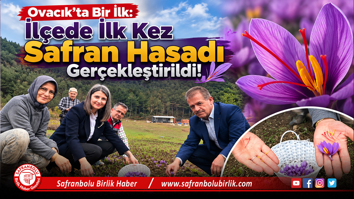 Ovacık’ta Bir İlk: İlçede İlk Kez Safran Hasadı Gerçekleştirildi!