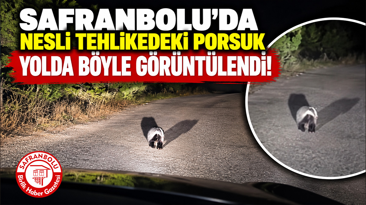 Safranbolu’da Nesli Tehlike Altındaki Porsuk Kameraya Yansıdı: O Anlar Cep Telefonuyla Kaydedildi!