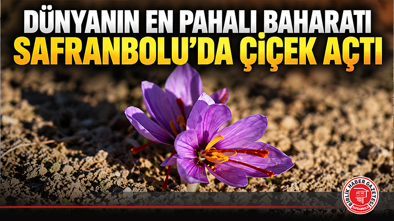 Dünyanın En Pahalı Baharatı Safranbolu’da Çiçek Açtı