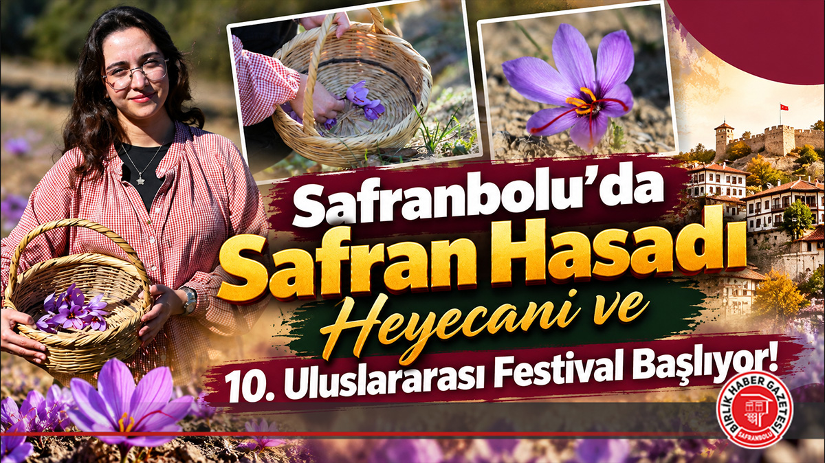 Safranbolu’da Safran Hasadı Heyecanı Ve 10. Uluslararası Festival Başlıyor!