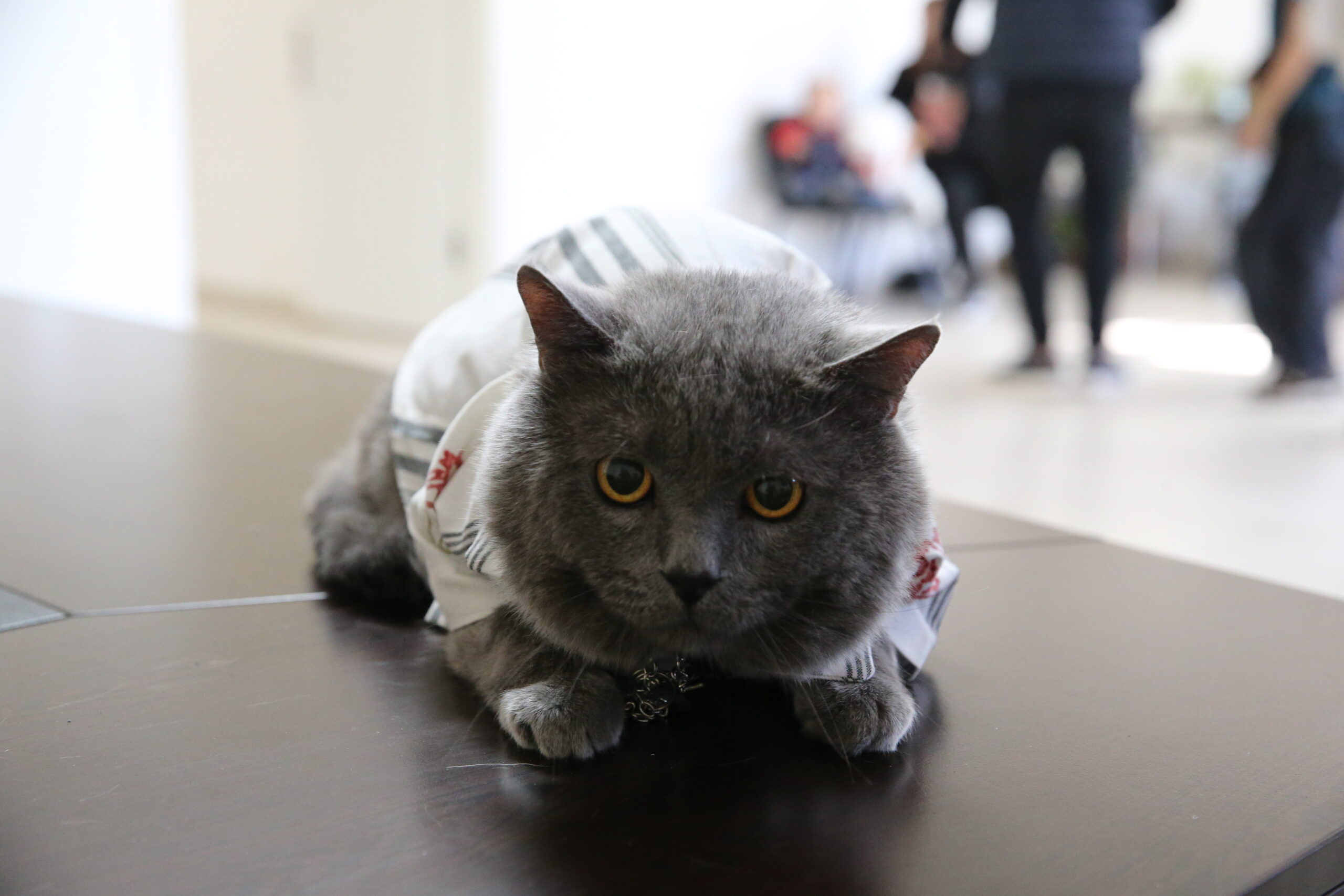 Tokat’ta kedi güzellik yarışması düzenlendi