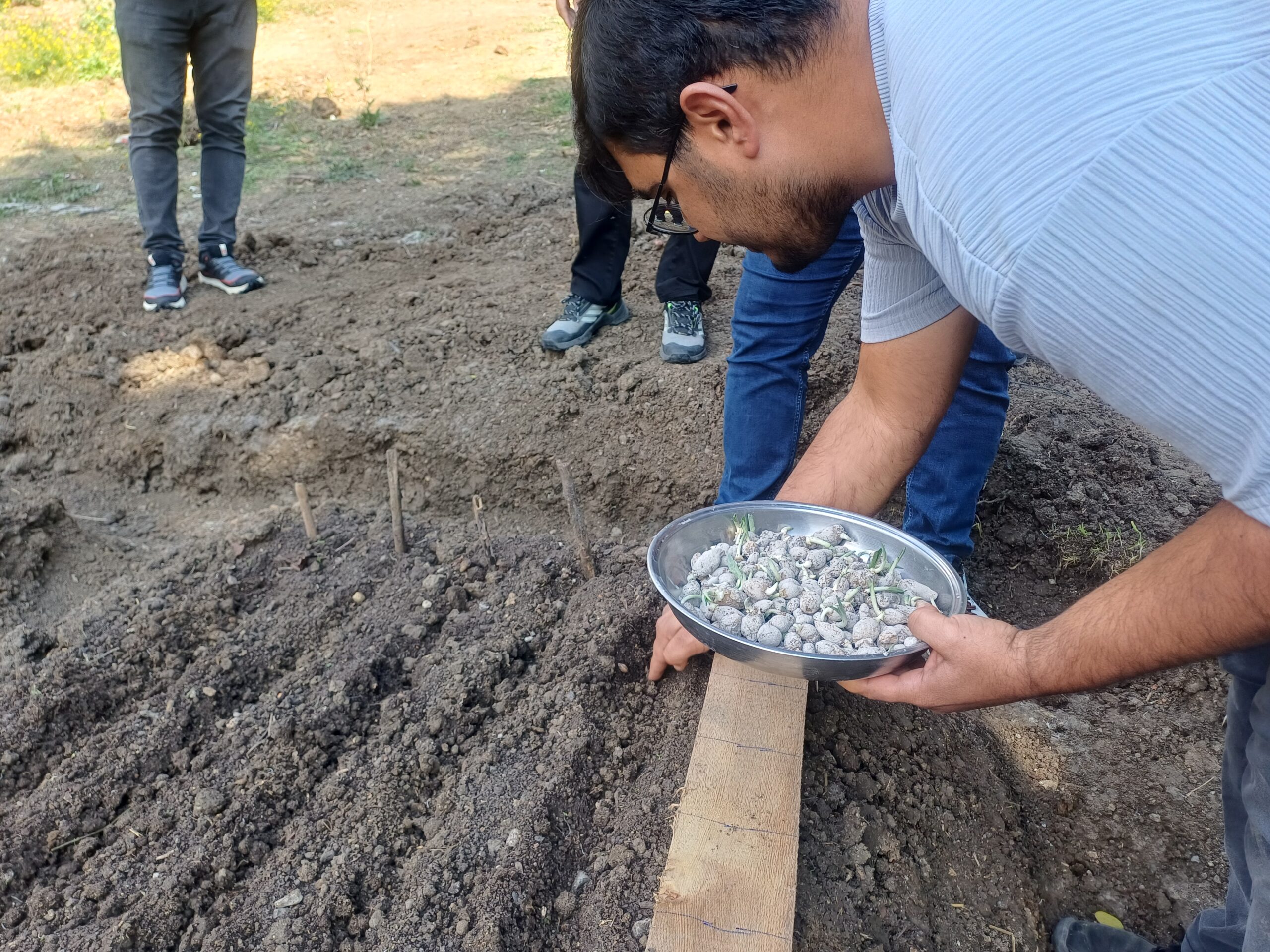 Yeniçağa’da alternatif tarımsal üretim için ilk kez salep ekildi